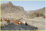 Maasai cattle
