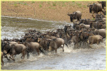 wildebeest / gnous, Mara river