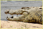 crocodile, Mara river