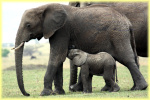 elephant family , Bologonja