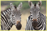 zebras Serengeti