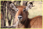 Waterbuck