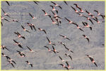 flamingoes , Lake Natron