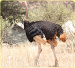 Ostrich Serengeti