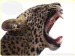 Leopard Serengeti