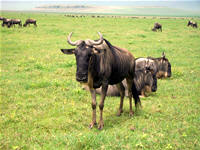 wildebeests