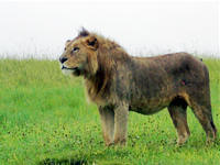 lion