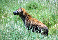 hyena