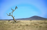 Serengeti lanscape