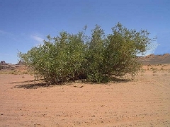 toothbrush tree