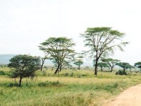 Serengeti lanscape
