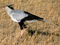 secretary bird