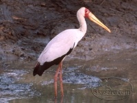 yellow billed stork