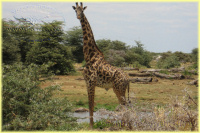 giraffe