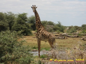 giraffe