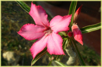 fleur à Natron 