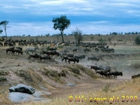 wildebeest in Serengeti