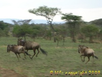 wildebeest in Serengeti