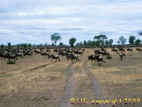 wildebeest in Serengeti