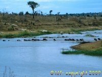 wildebeest Mara River