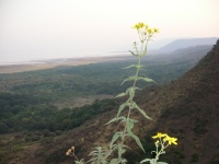 Manyara