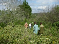 walking safari