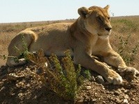lioness, Serengeti