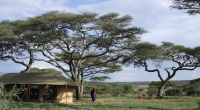 Lemala Luxury Camp Ndutu