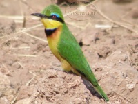 bee eater