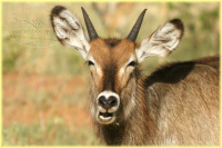 waterbuck