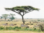 acacia on serengeti