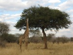 acacia on serengeti