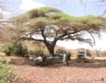 acacia on serengeti