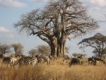 baobab on Tarangire