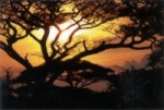 sunset tree