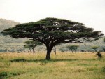 umbrella on serengeti