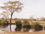 acacia on serengeti