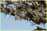 thorn on serengeti