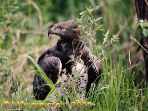 martial eagle