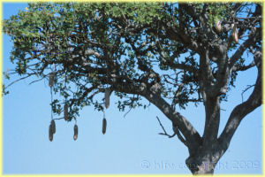 sausage tree