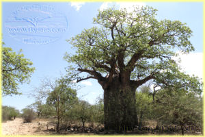 baobab tree