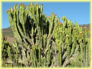 candelabra euphorbia