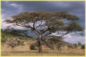 umbrella tree