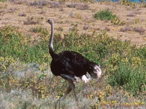 ostrich male