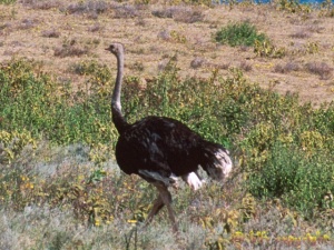 ostrich