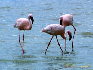 flamingoes