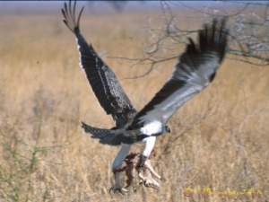 martial eagle