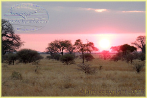 Tarangire sunrise