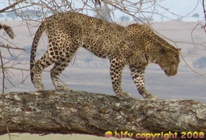 Leopard in Tarangire National Park Tanzania