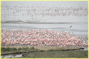 Lake Manyara National Park